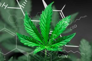 CBN and CBD